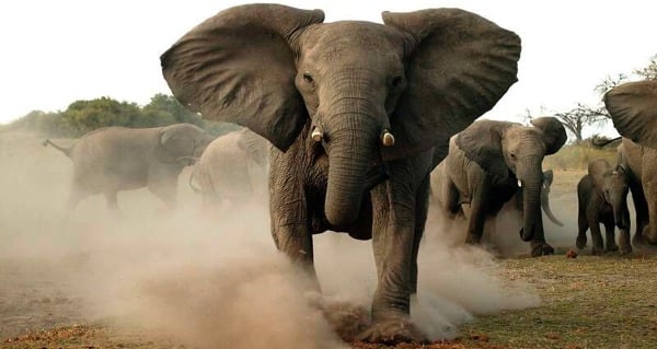 Elephant Dust