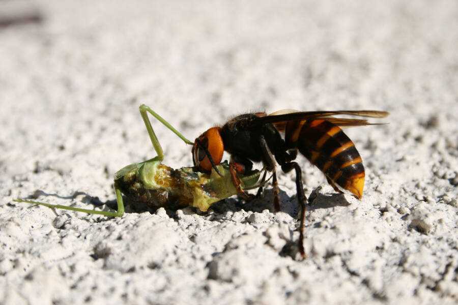 Giant Hornet Feeding On Mantis