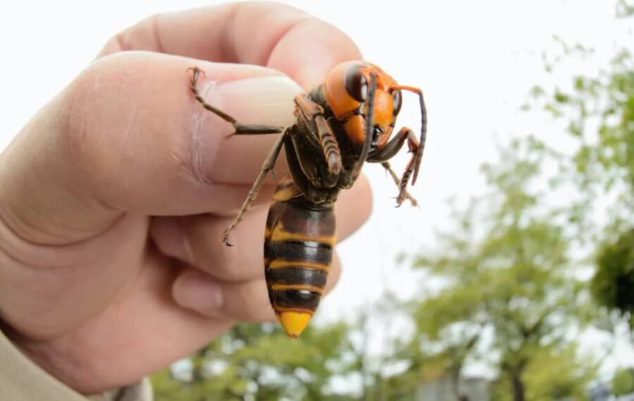 Handheld Murder Hornet