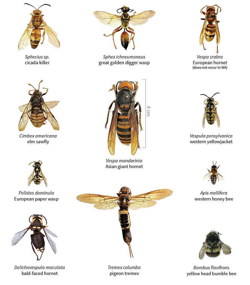 Hornet Size Chart