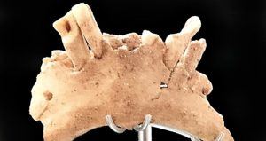 Mandible Sime Del Elefante Cavemen Tooth