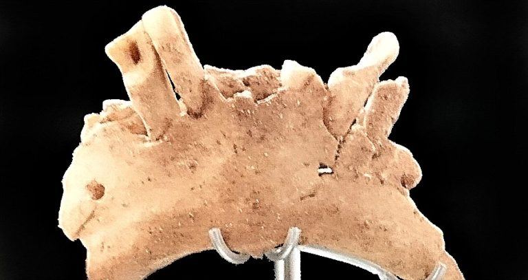 Mandible Sime Del Elefante Cavemen Tooth