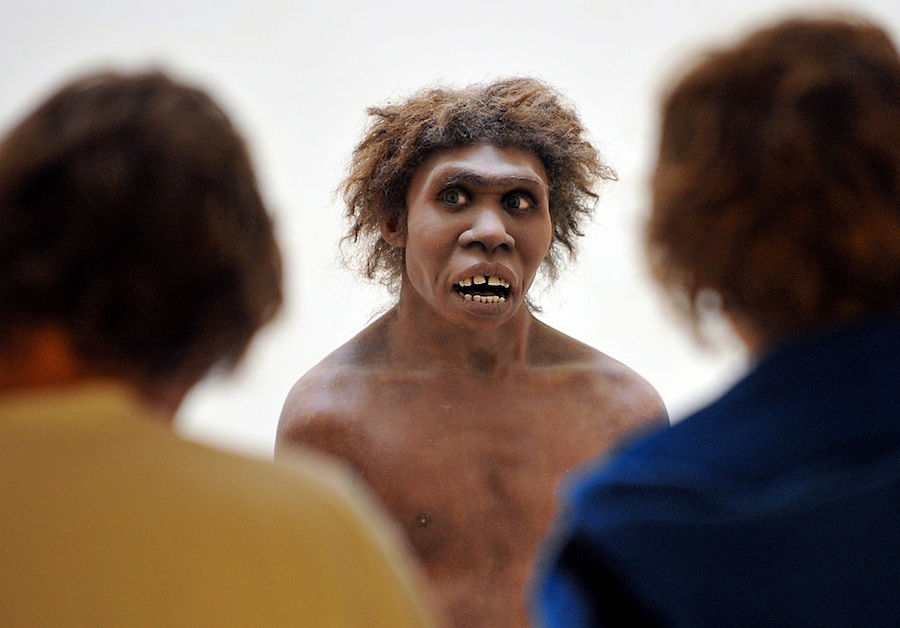 Neanderthal Model