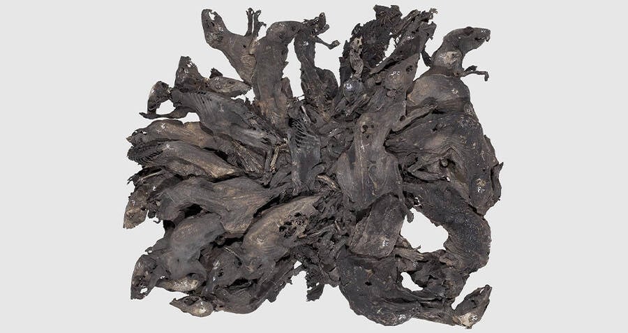 Gruesome 'rat king' made up of 13 rodents whose tails were