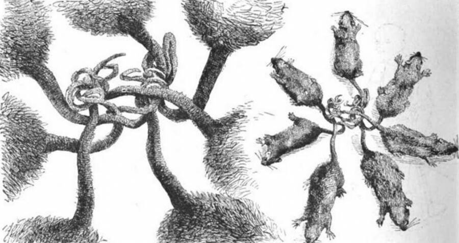 The Extremely Disturbing History Of 'Rat Kings