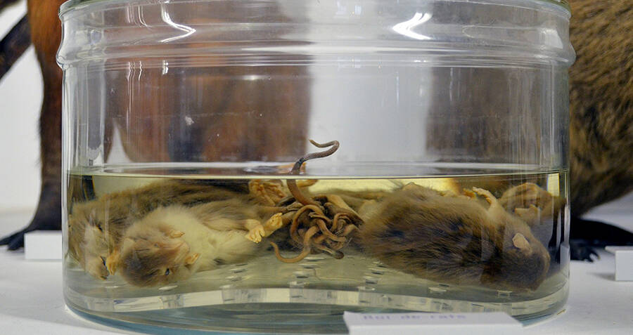 Gruesome 'rat king' made up of 13 rodents whose tails were