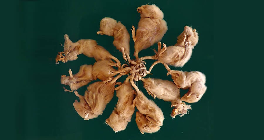 Rat Kings, The Tangled Rodent Swarms Of Your Nightmares