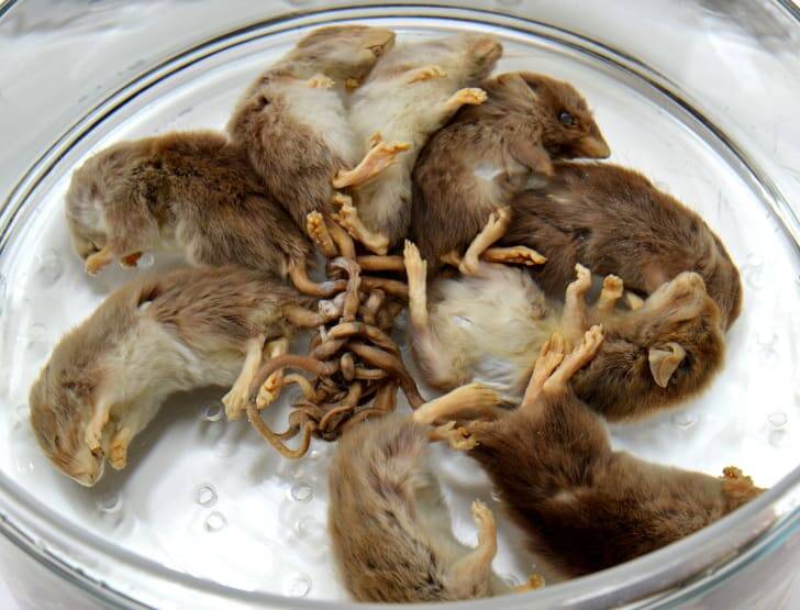 Rats Tangled In Petri Dish