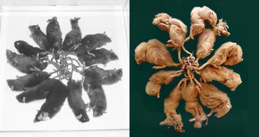 Largest rat king: How 32 rats accidentally tied themselves together