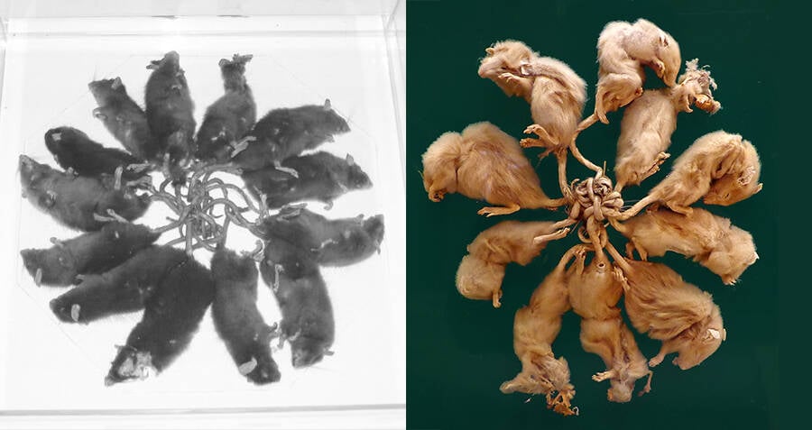 The rat king or roi-de-rats is a very creepy conjoined creature