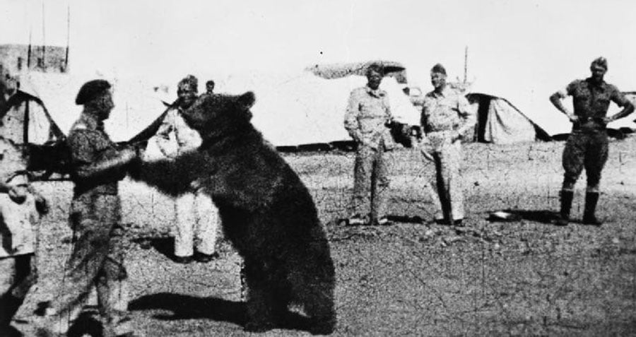 Wojtek The Bear