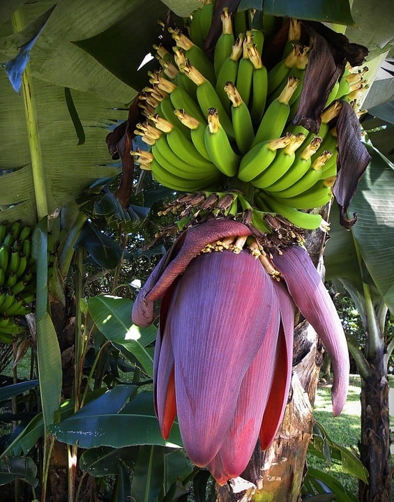 purple banana fruit