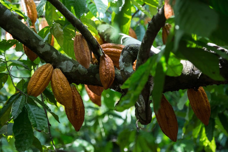 Cacao Pods