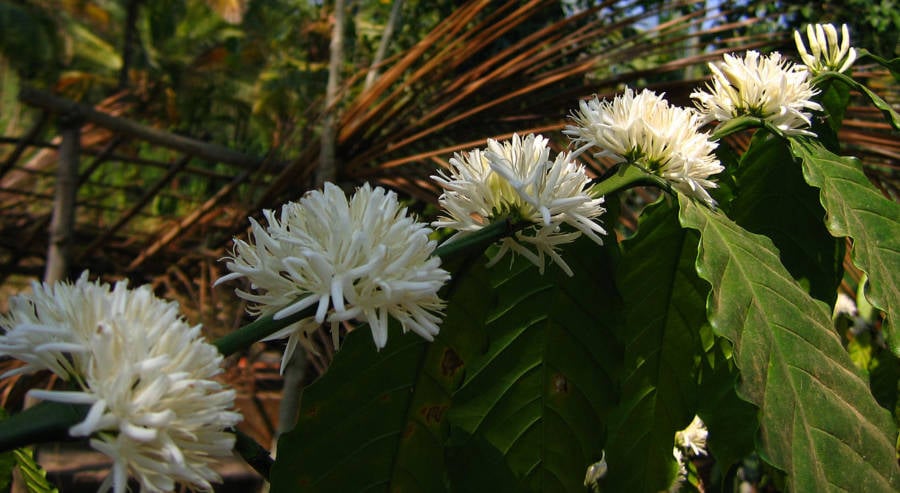 Coffee Flowers