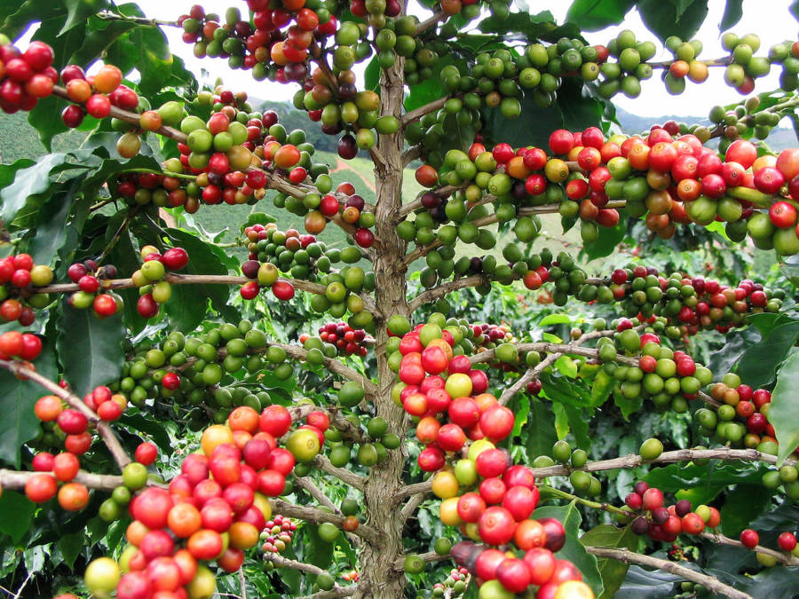 Coffee Fruit