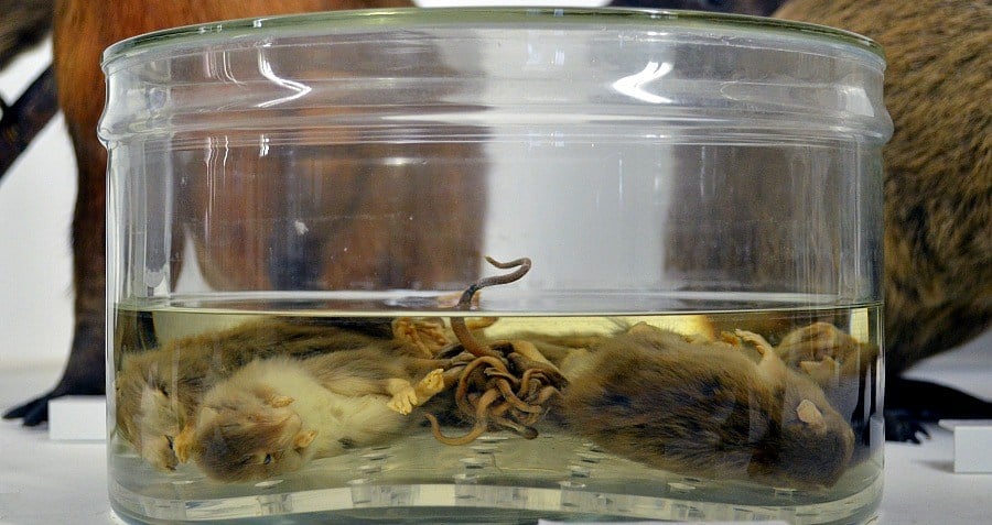 Pictures Of Rat Kings