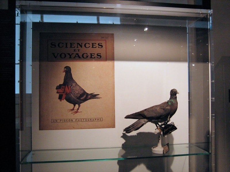 Pigeon Photographer Museum Poster