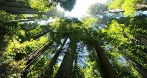 Redwood Trees Blue Sky Comunication