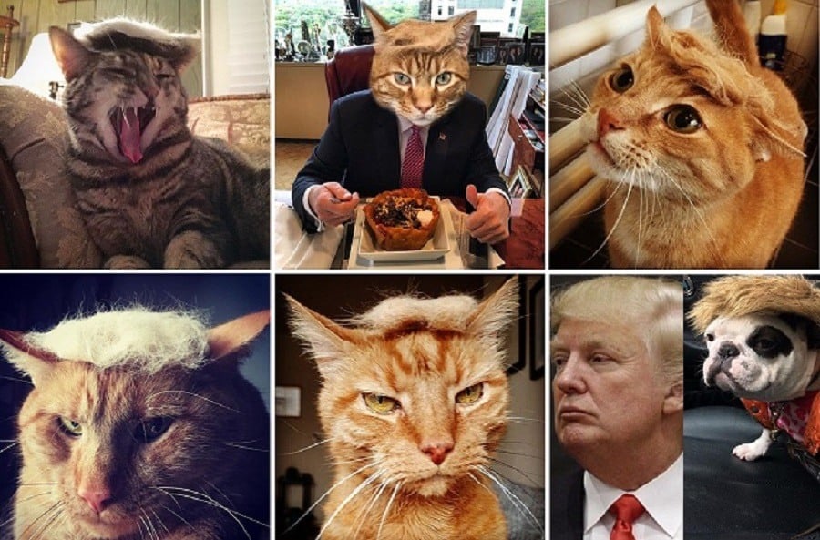 Trumpyourcat