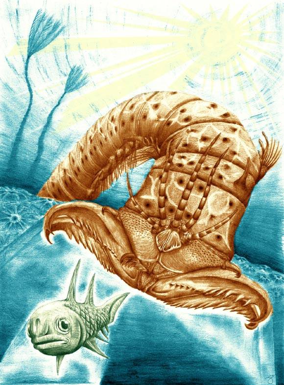 Websteroprion Armstrongi