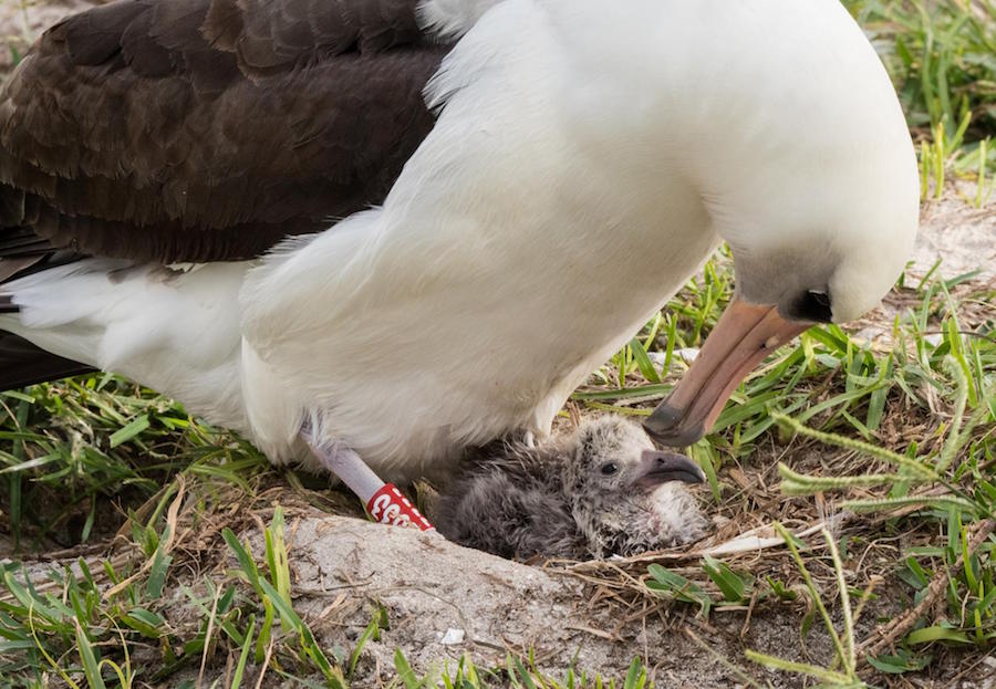Wisdom Laysan Albatross Baby Big