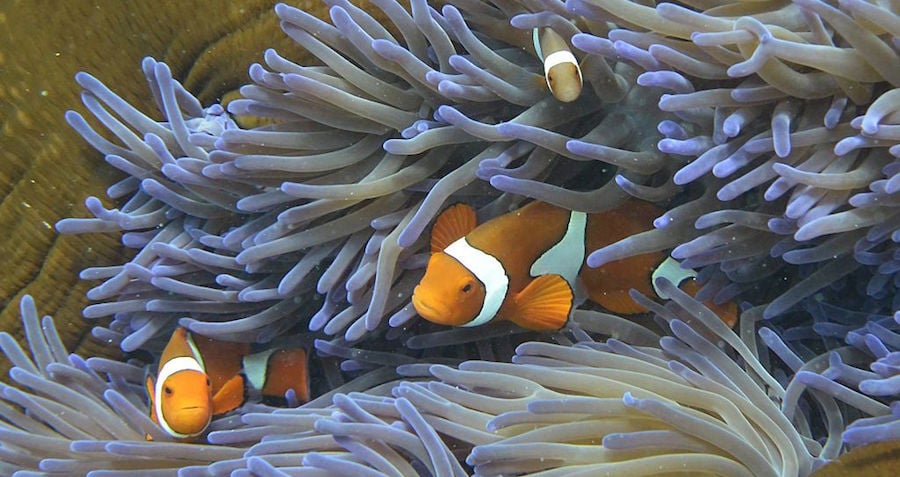 Australia’s Great Barrier Reef