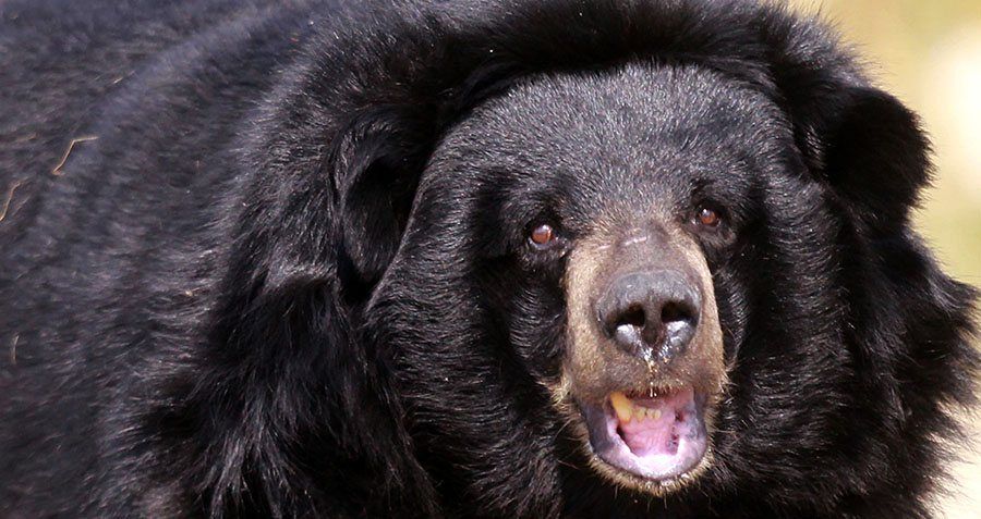 Bear