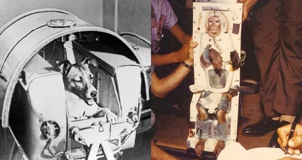 First Animals In Space: Astounding Photos And Stories