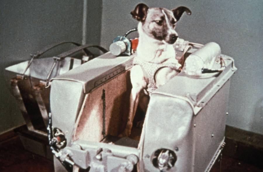 First Animals In Space Canine