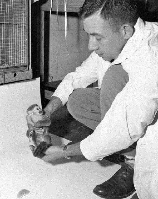 First Animals In Space Astounding Photos And Stories