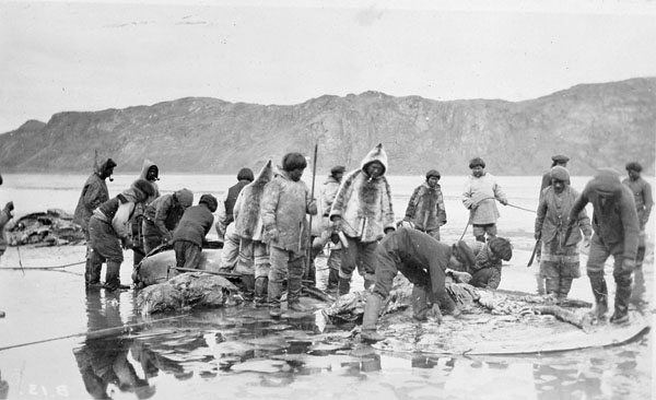 inuit hunting whale