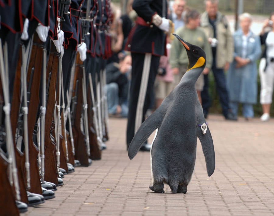 Nils Olav Kings Guard Norway Knighthood Edinburgh Zoo Scotland