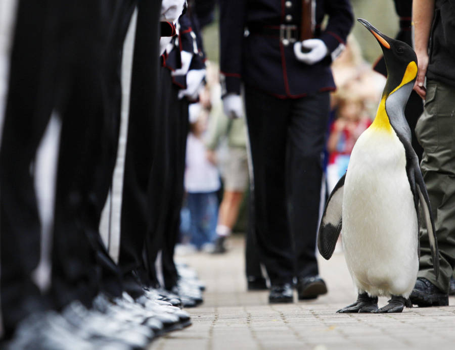 Nils Olav: The Penguin Colonel-in-Chief Of The Norwegian King's Guard