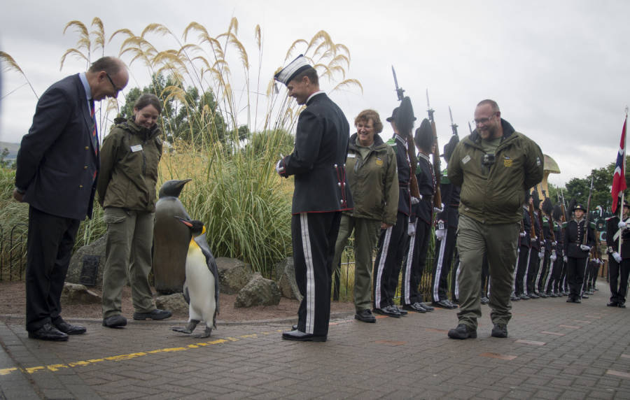 Smiling People Penguin