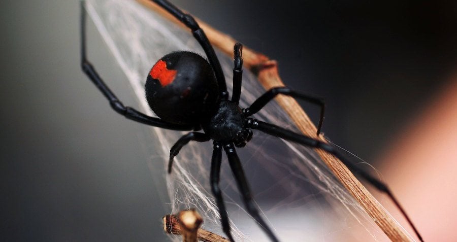 Red Widow Spider
