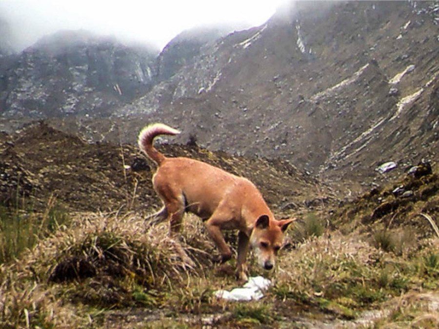 Highland Wild Dogs In New Guinea