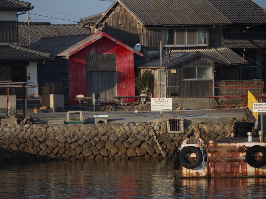 Aoshima, a Japanese 'Cat Island'In Aoshima more than a hundred cats  prowl the island, curling up in abandoned hous…