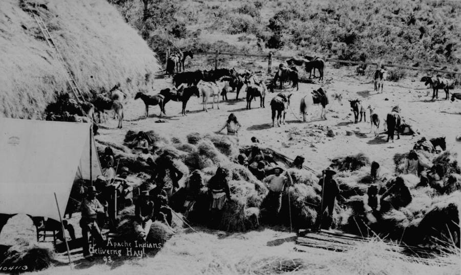 Apache Indians Deliver Hay
