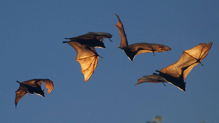 Bats
