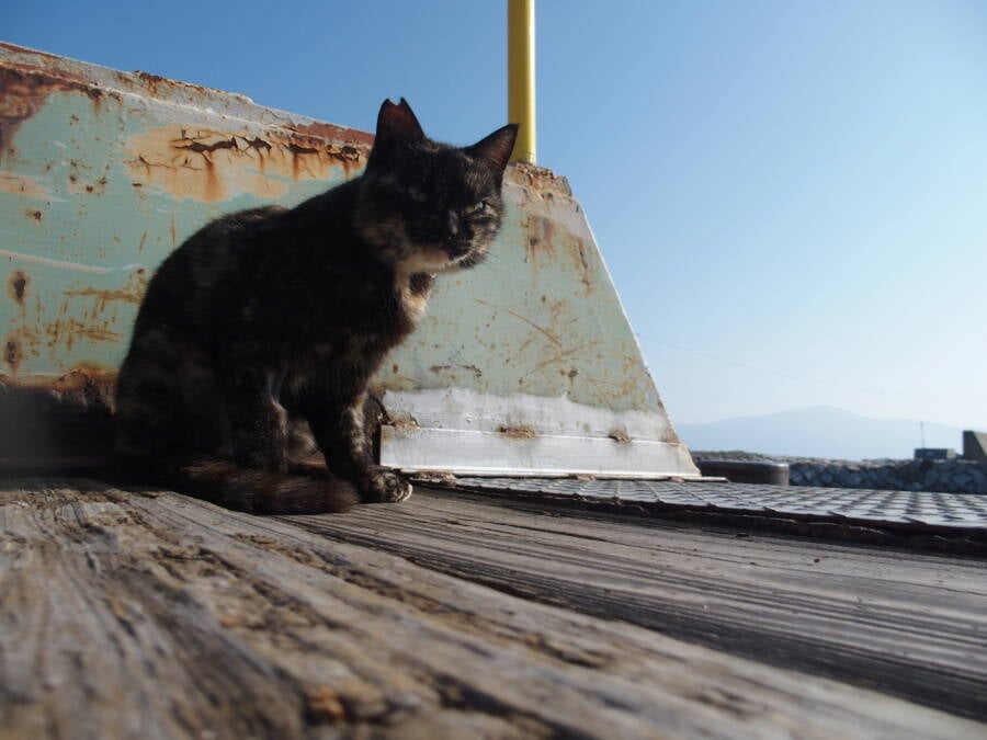 Aoshima: Sleepy Cat Island Where Felines Outnumber Humans