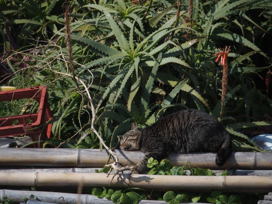 Cat By Aloe Plant