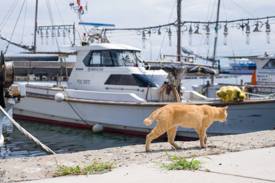 Cat By Boat