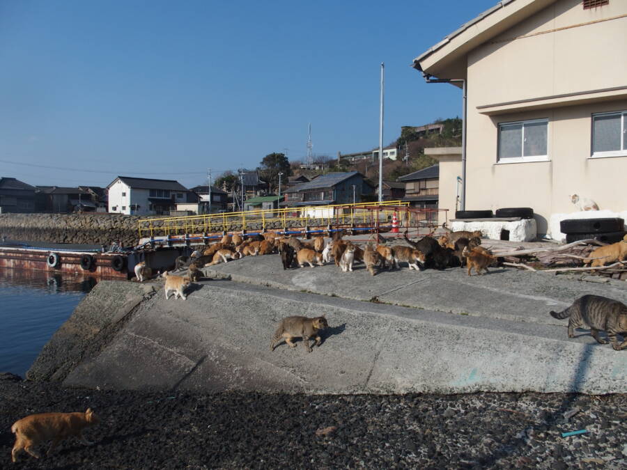 Aoshima: Japan's 'Cat Island' Where Felines Outnumber Humans 36 to 1