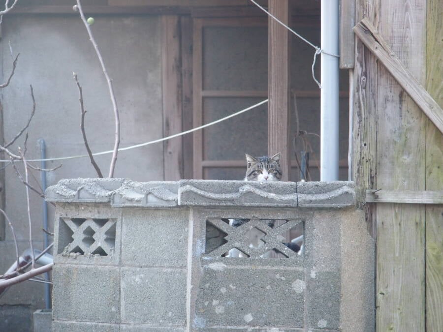 Aoshima, a Japanese 'Cat Island'In Aoshima more than a hundred cats  prowl the island, curling up in abandoned hous…