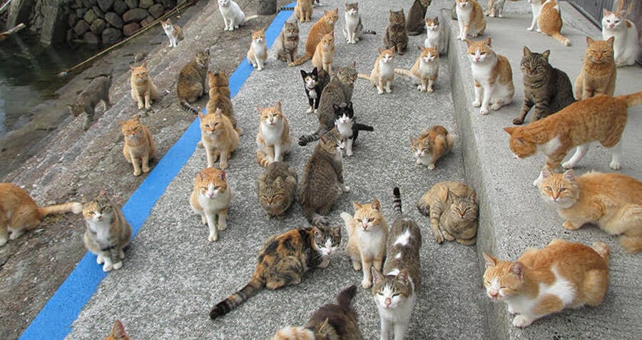 Aoshima, also known as 'Cat Island' has a cat population that is a sixfold  increase over the human inhabitants. : r/interestingasfuck