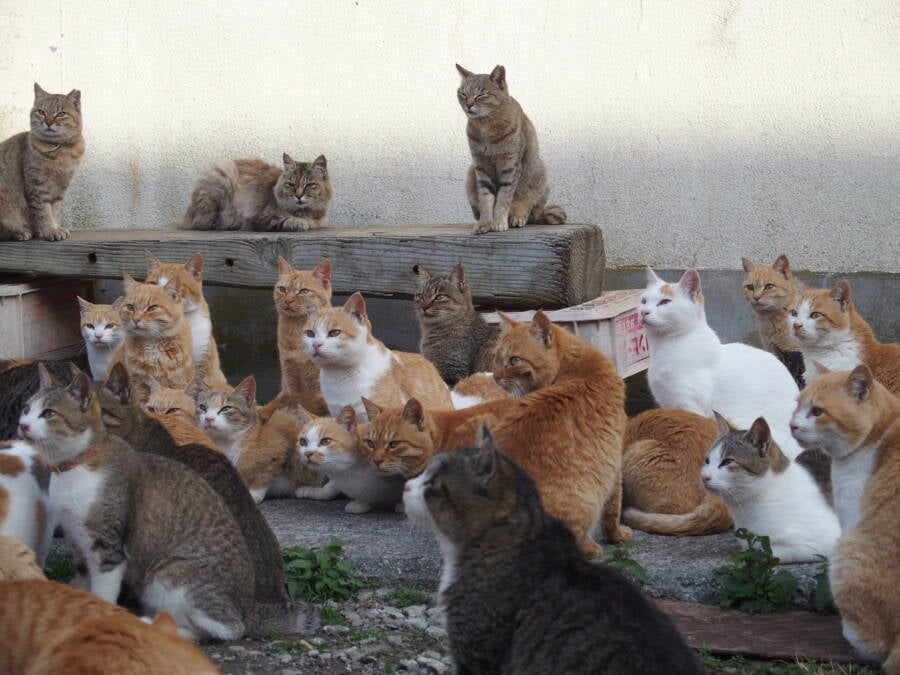Cats Huddled On Aoshima