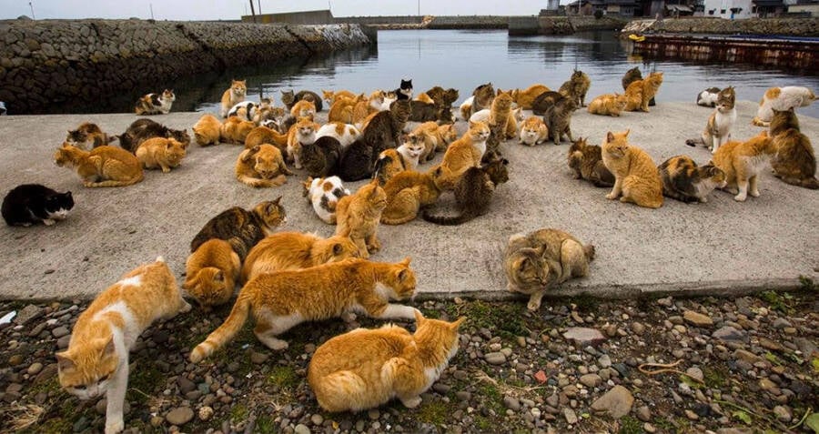 35 Photos Inside Aoshima, Japan's 'Cat Island'