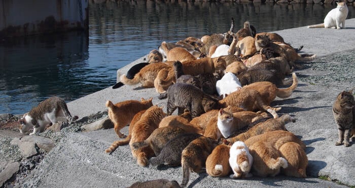 Cat lover? Try a trip to Aoshima Island, Ozu Japan