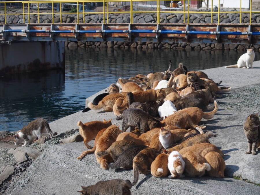 Aoshima, Japan, cat island