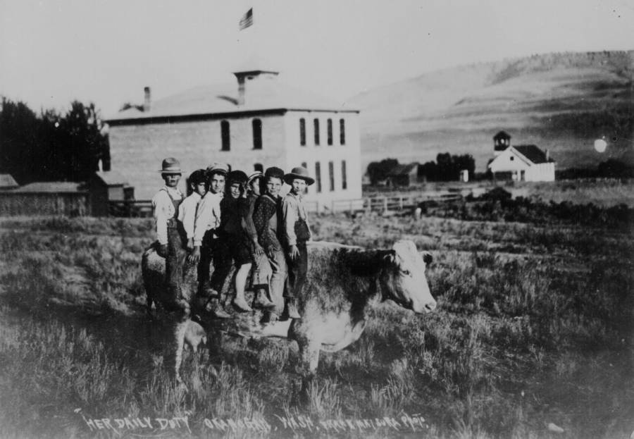 Cow Takes Kids To School